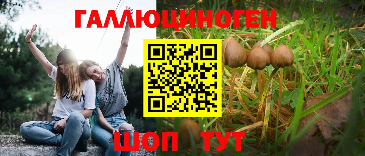 Псилоцибиновые грибы мицелий  Вход с VPN  Махачкала  Галлюциногенные грибы GOLDEN TEACHER 